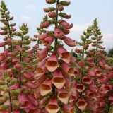 Digitalis hybrida 'Polkadot Pippa' 