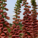 Digitalis hybrida 'Polkadot Polly' 