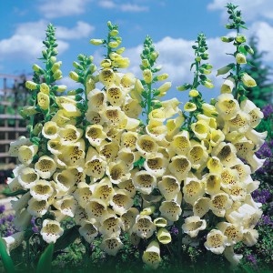 Digitalis purpurea 'Primrose Carousel'  