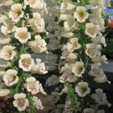 Digitalis purpurea 'Cream Carousel'