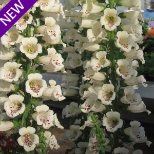 Digitalis purpurea 'Cream Carousel'