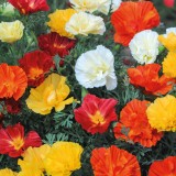 Eschscholzia californica 'Swirl Mix'