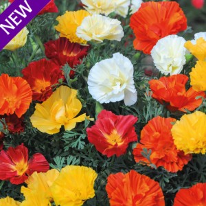 Eschscholzia californica 'Swirl Mix'