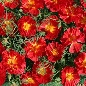 Eschscholzia californica 'Cherry Swirl'