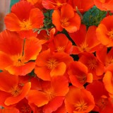 Eschscholzia californica 'Copper Pot' 