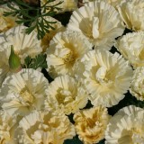 Eschscholzia californica 'Cream Swirl' 
