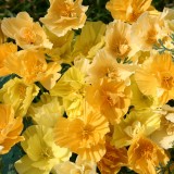 Eschscholzia californica 'Dairy Maid Mixed' 