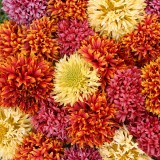 Gaillardia pulchella 'Dazzler Mixed' 