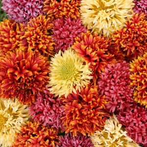 Gaillardia pulchella 'Dazzler Mixed' 