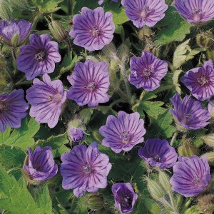 Geranium bohemicum 'Orchid Blue' 