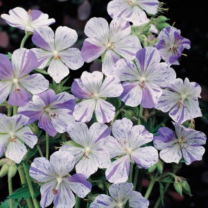 Geranium pratense 'Splish Splash'  