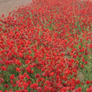 Geum flore plena 'Blazing Sunset'  