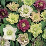 Helleborus orientalis 'Double Queen Mixed' 