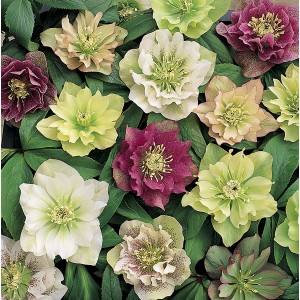 Helleborus orientalis 'Double Queen Mixed' 