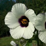 Hibiscus cannabinus 'Amethyst' 