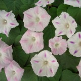 Ipomoea purpurea 'Blossom Star' 