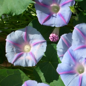 Ipomoea purpurea 'Blue Star' 