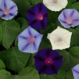 Ipomoea purpurea 'Celestial Mixed' 