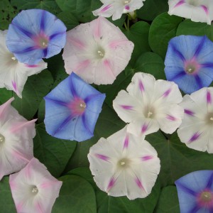 Ipomoea purpurea 'Pastel Star' 