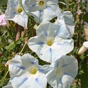 Ipomoea purpurea 'Persian Star' 
