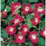 Ipomoea purpurea 'Split Personality' 