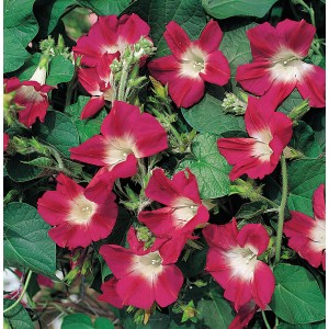 Ipomoea purpurea 'Split Personality' 