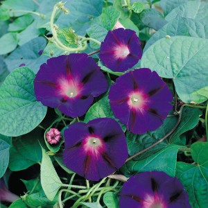 Ipomoea purpurea 'Star of Yelta'  