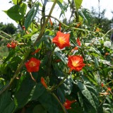 Ipomoea luteola 'Sunspots'