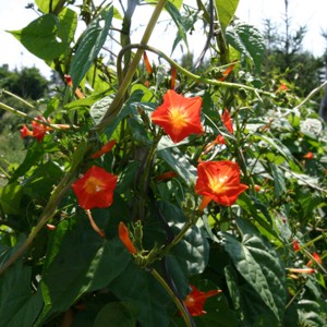 Ipomoea luteola 'Sunspots'