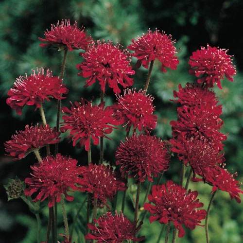 Knautia macedonica 'Red | wholesale seeds and vegetative breeding from Thompson & Morgan Wholesale, based in Ipswich, Suffolk, UK