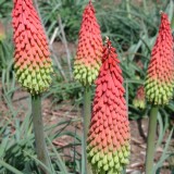 Kniphofia hirsuta 'Traffic Lights' 