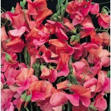 Lathyrus odoratus 'Apricot Sprite' 