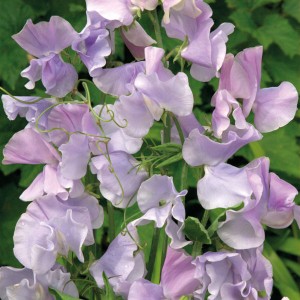 Lathyrus odoratus 'Ballerina Blue' 