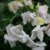 Lathyrus odoratus 'Blush Perfume' 