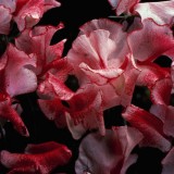 Lathyrus odoratus 'Crimson Ripple' 