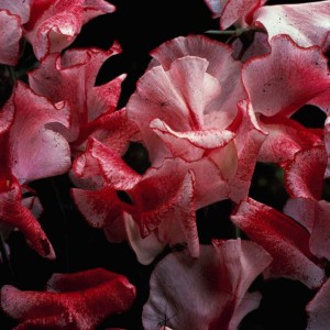Lathyrus odoratus 'Crimson Ripple' 