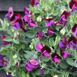 Lathyrus odoratus 'Cupid Black' 