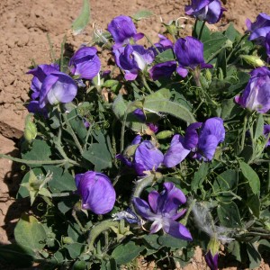 Lathyrus odoratus 'Cupid Blue' 