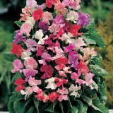 Lathyrus odoratus 'Fragrantissima' 