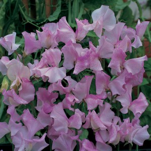 Lathyrus odoratus 'Lavender Striped Flush' 