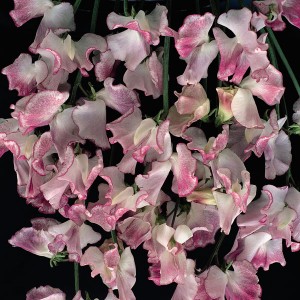 Lathyrus odoratus 'Lilac Ripple' 