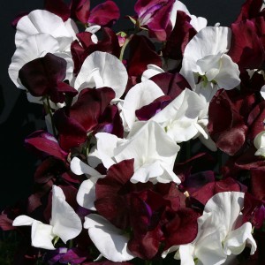 Lathyrus odoratus 'Night and Day' 