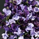 Lathyrus grandiflora 'Oxford and Cambridge' 