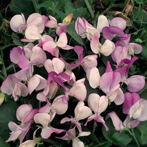 Lathyrus odoratus 'Pansy Lavender Flush' 