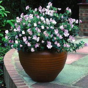 Lathyrus odoratus 'Cupid Pink' 