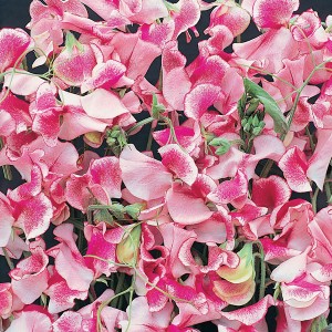 Lathyrus odoratus 'Pink and White Ripple' 