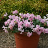 Lathyrus odoratus 'Pot Perfume'  