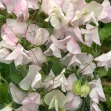 Lathyrus odoratus 'White Flush Rose' 