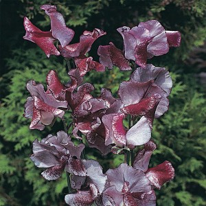 Lathyrus odoratus ' Wiltshire Ripple' 