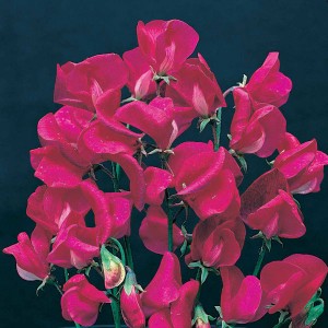 Lathyrus grandiflora 'Zorija Rose' 